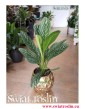 Aglaonema Letizia, Aglonema Letizia, Świat Roślin, Kwiaty doniczkowe, rośliny tropikalne, rośliny egzotyczne