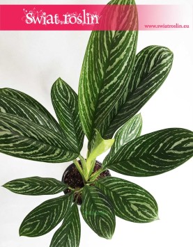 Aglaonema Letizia, Aglonema Letizia, kwiaty doniczkowe