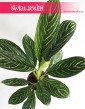 Aglaonema Letizia, Aglonema Letizia, kwiaty doniczkowe
