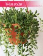 Senecio Herreianus, Starzec Herreiana, kwiaty doniczkowe