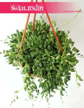 Senecio Herreianus, Starzec Herreiana, rośliny doniczkowe