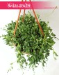 Senecio Herreianus, Starzec Herreiana, rośliny doniczkowe