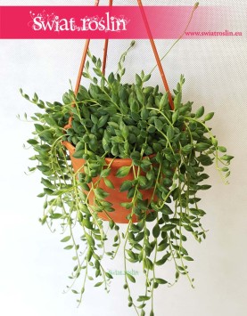 Senecio Herreianus, Starzec Herreiana, sklep z roślinami online