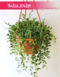 Senecio Herreianus, Starzec Herreiana, sklep z roślinami online