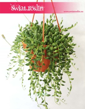 Senecio Herreianus, Starzec Herreiana, rośliny doniczkowe Kraków