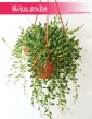 Senecio Herreianus, Starzec Herreiana, rośliny doniczkowe Kraków