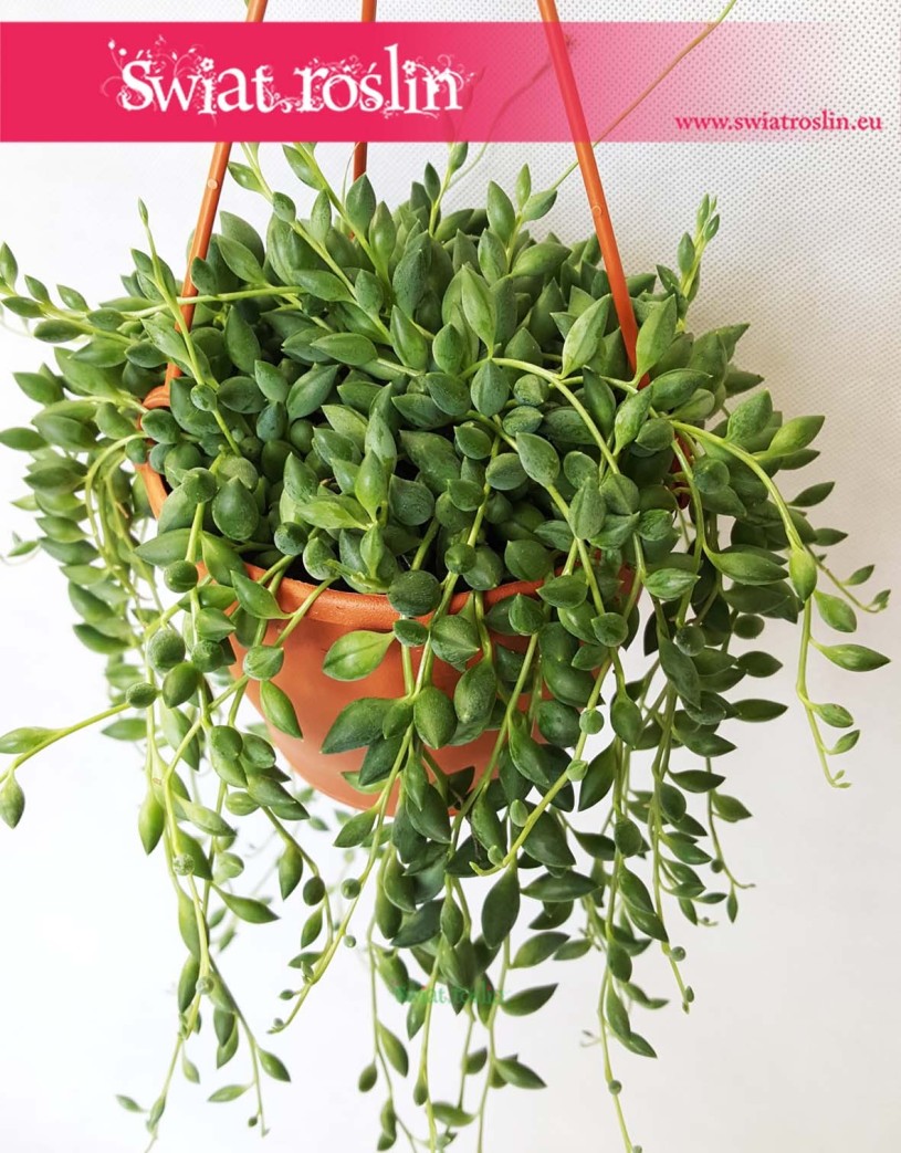 Senecio Herreianus, Starzec Herreiana