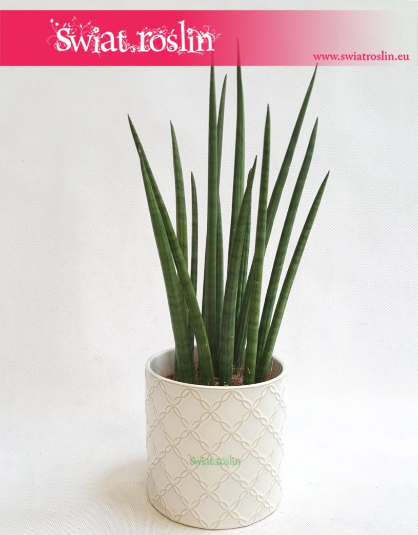 Sansevieria Spikes, Sansewieria Spikes, Sansewieria Cylindrica Spikes, Sansewieria cylindryczna, Wężownica 4
