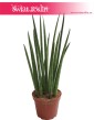 Sansevieria Spikes, Sansewieria Spikes, Sansewieria Cylindrica Spikes, Sansewieria cylindryczna, Wężownica 1