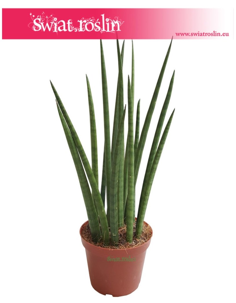 Sansevieria Spikes, Sansewieria Spikes, Sansewieria Cylindrica Spikes, Sansewieria cylindryczna, Wężownica 3