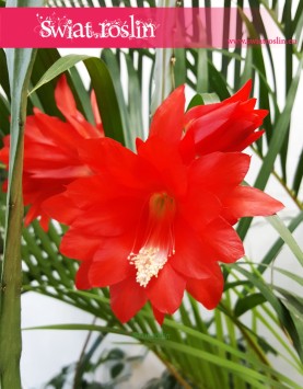 Epiphyllum Ackermanii, Epifyllum Ackermanii ,Disocactus Ackermani, rosliny doniczkowe sklep online, wysyłka roślin