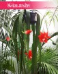 Epiphyllum Ackermanii, Epifyllum Ackermanii ,Disocactus Ackermani, sklep z roślinami doniczkowymi