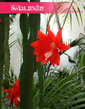 Epiphyllum Ackermanii, Epifyllum Ackermanii ,Disocactus Ackermanii , sklep z kwiatami doniczkowymi
