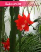 Epiphyllum Ackermanii, Epifyllum Ackermanii ,Disocactus Ackermanii , sklep z kwiatami doniczkowymi