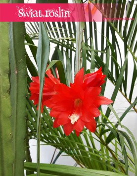 Epiphyllum Ackermanii, Epifyllum Ackermanii ,Disocactus Ackermanii 1