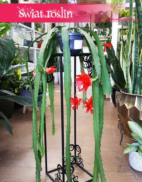 Epiphyllum Ackermanii, Epifyllum Ackermanii ,Disocactus Ackermanii 4