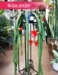 Epiphyllum Ackermanii, Epifyllum Ackermanii ,Disocactus Ackermanii 4