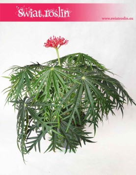 Jatrofa Multifida, Jatropha Multifida, Koralowiec, Krzew koralowy, Roślina koralowa, Orzech fizyczny 3