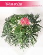 Jatrofa Multifida, Jatropha Multifida, Koralowiec, Krzew koralowy, Roślina koralowa, Orzech fizyczny 2