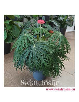 Jatrofa Multifida, Jatropha Multifida, Koralowiec, Krzew koralowy, Roślina koralowa, Orzech fizyczny, Rośliny Kraków