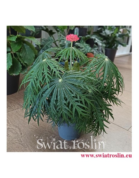 Jatrofa Multifida, Jatropha Multifida, Koralowiec, Krzew koralowy, Roślina koralowa, Orzech fizyczny, Rośliny Kraków