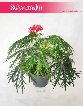 Jatrofa Multifida, Jatropha Multifida, Koralowiec, Krzew koralowy, Roślina koralowa, Orzech fizyczny 4