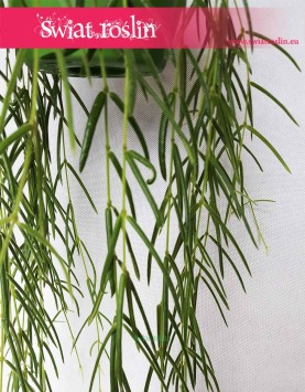 Hoya Linearis, Hoja Linearis, Hoja Woskownica, Woskownica, wysyłka roślin