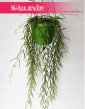 Hoya Linearis, Hoja Linearis, Hoja Woskownica, Woskownica roślina