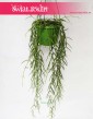 Hoya Linearis, Hoja Linearis, Hoja Woskownica, Woskownica, kwiaty doniczkowe