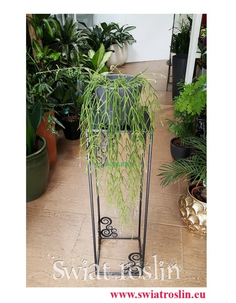 Hoya Linearis, Hoja Linearis, Woskownica, Rośliny Kraków, Kwiaty doniczkowe, rośliny doniczkowe, Świat Roślin