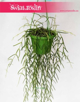 Hoya Linearis, Hoja Linearis, Hoja Woskownica, Woskownica, sklep z roślinami