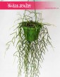 Hoya Linearis, Hoja Linearis, Hoja Woskownica, Woskownica, sklep z roślinami