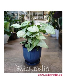 Syngonium White Butterfly, Zroślicha White Butterfly, sklep z roślinami