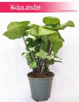 Syngonium White Butterfly, Zroślicha White Butterfly, kwiaty doniczkowe online
