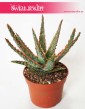 Aloe City Dannyz, Aloes City Dannyz, Aloe Dannyz, Aloes Dannyz, Aloes, Aloe 4