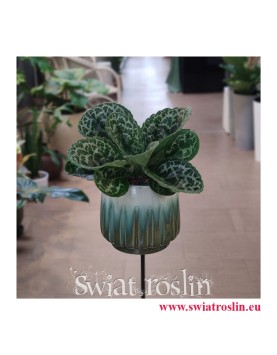 Streptocarpus Pretty Turtle, Skrętnik, rośliny sklep, rośliny Kraków