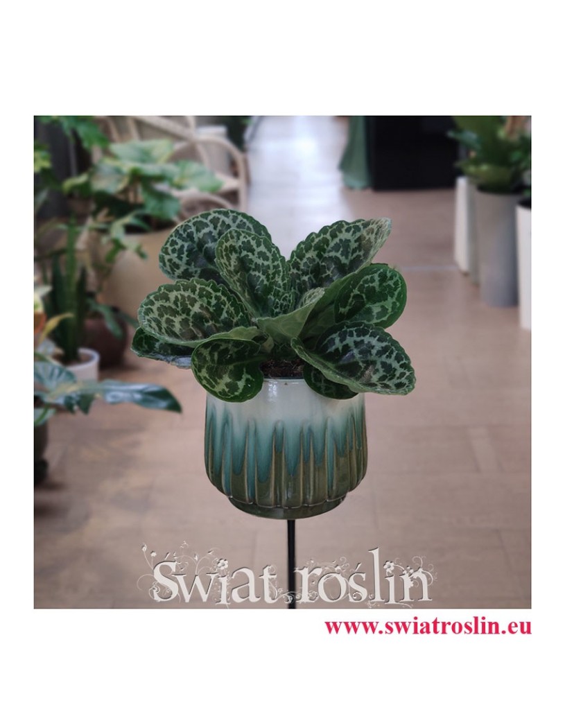 Streptocarpus Pretty Turtle, Skrętnik, rośliny sklep, rośliny Kraków