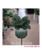 Streptocarpus Pretty Turtle, Skrętnik, rośliny sklep, rośliny Kraków