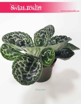 Streptocarpus Pretty Turtle, Skrętnik