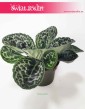 Streptocarpus Pretty Turtle, Skrętnik
