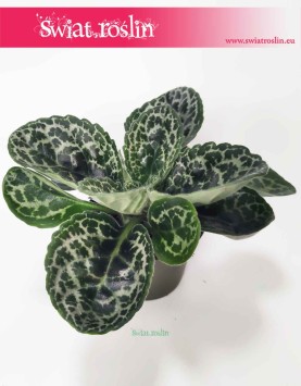 Streptocarpus Pretty Turtle, Skrętnik, roślina sklep online