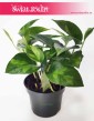 Epipremnum Global Green, Scindapsus Global Green sklep internetowy online wysyłka