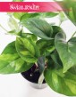 Epipremnum  Global Green sklep online z roślinami wysyłka roślin, Scindapsus Global Green