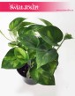 Rośliny doniczkowe Kraków kup Epipremnum pinnatum Global Green, Scindapsus pinnatum Global Green