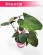 Philodendron Fuzzy Petiole, Filodendron Fuzzy Petiole