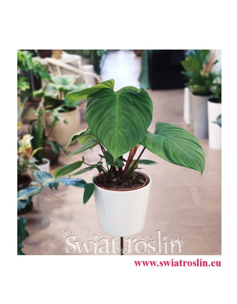 Philodendron Fuzzy Petiole, Filodendron Fuzzy Petiole, kwiaty rośliny doniczkowe sklep internetowy
