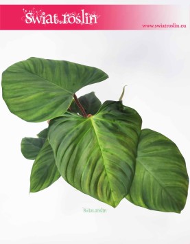Philodendron Fuzzy Petiole, Filodendron Fuzzy Petiole, kwiaty doniczkowe sklep online