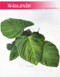 Philodendron Fuzzy Petiole, Filodendron Fuzzy Petiole, kwiaty doniczkowe sklep online
