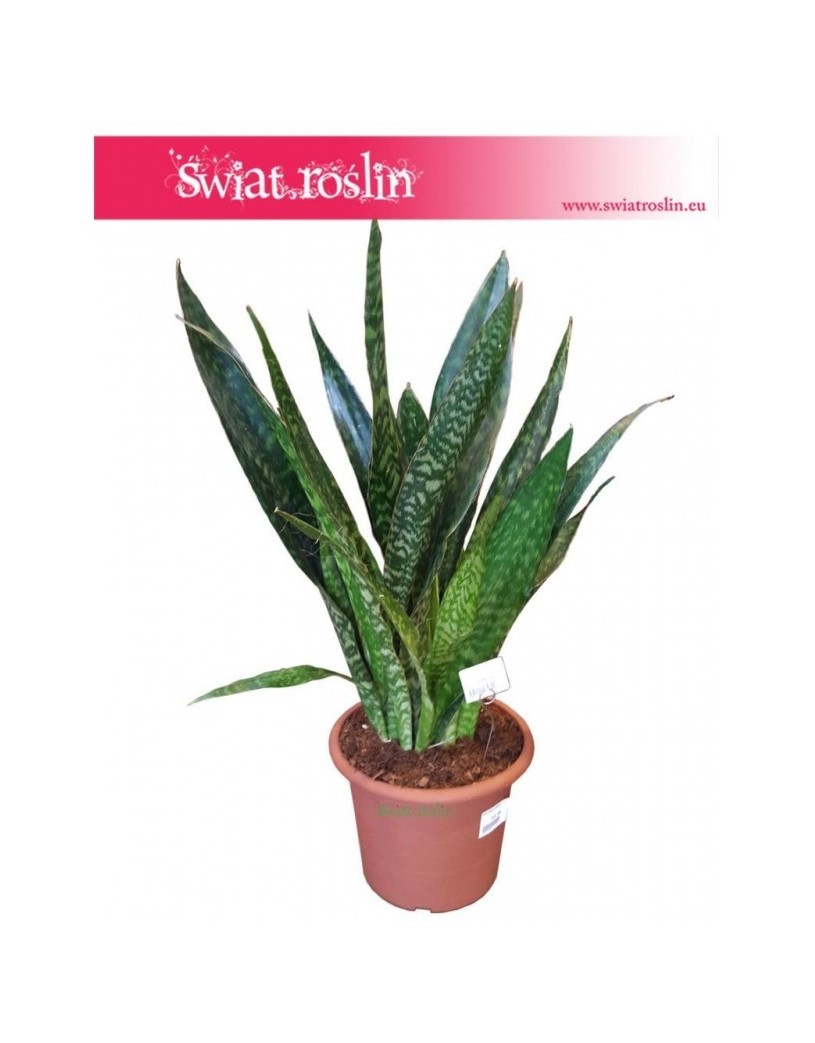 Sansewieria Jiboia, Wężownica, Sansevieria Jiboia 1
