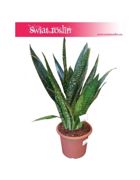 Sansewieria Jiboia, Wężownica, Sansevieria Jiboia 1
